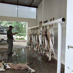 Springbokke by slaggeriewe